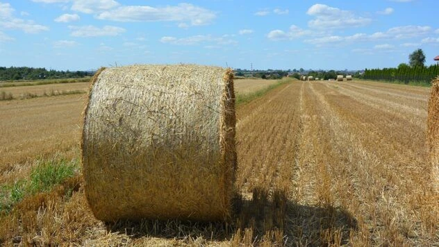 Польща та Румунія не збільшуватимуть транзит зерна з України на тлі блокади Чорного моря
